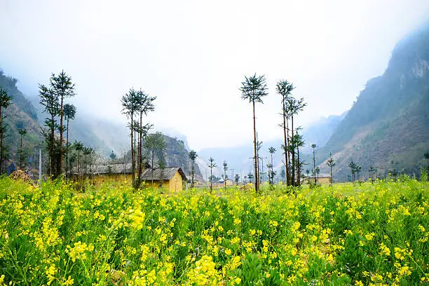 Wide angle view of a beautiful field of bright yellow canola or rapeseed in front of a village.