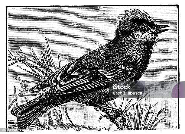 Antique Illustration Of Goldencrested Wren Stock Illustration - Download Image Now - 19th Century Style, Animal, Animal Themes