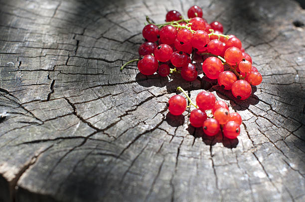 Red currant stock photo