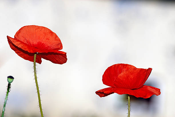 istock Two red poppy flowers 501535279