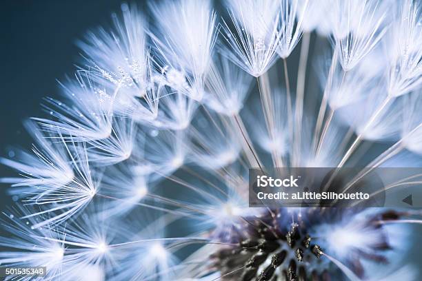 Primo Piano Di Dente Di Leone - Fotografie stock e altre immagini di Natura - Natura, Close-up, Fiore