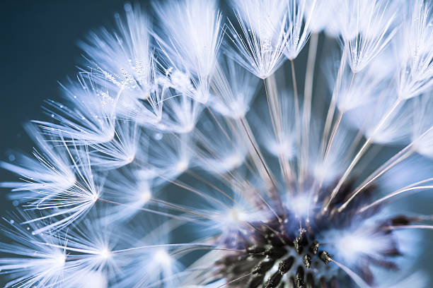 たんぽぽのクローズアップ - dandelion water flower abstract ストックフォトと画像