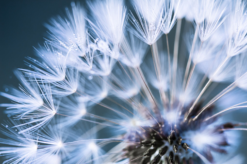 Dandelion in morning dew