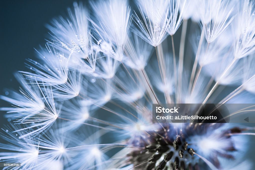Closeup of dandelion Dandelion in morning dew Nature Stock Photo