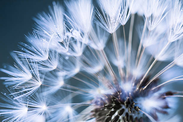 Closeup of dandelion Dandelion in morning dew blade of grass photos stock pictures, royalty-free photos & images