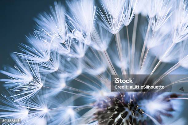 Closeup Of Dandelion Stock Photo - Download Image Now - Nature, Macrophotography, Flower