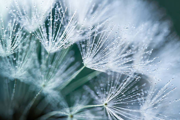 detalhe de dente-de-leão - dandelion nature water drop - fotografias e filmes do acervo