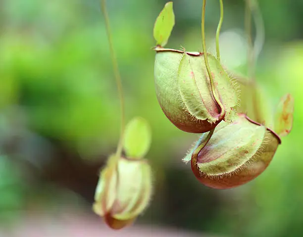 flower Nepenthes, monkey pitcher plant