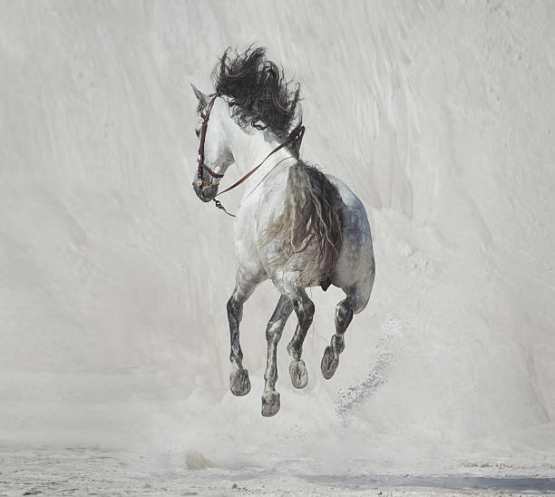 horse jumping over the wall in show jumoping event