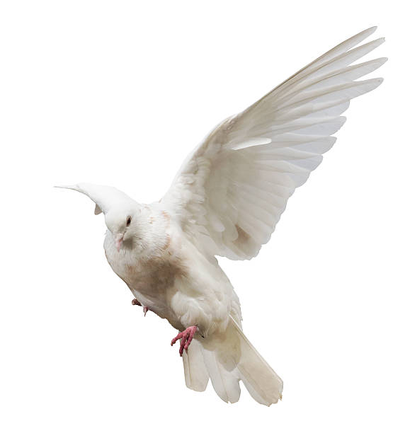 istock flying isolated pigeon with brown breast 501535769