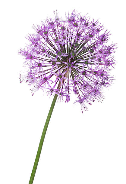 istock spherical large violet flower isolated on white 501535773