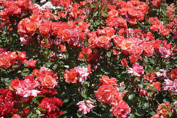 istock Roses in Santiago, Chile 501536054