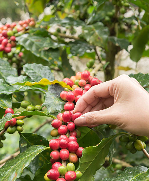 granos de café en el árbol - kona coffee fotografías e imágenes de stock