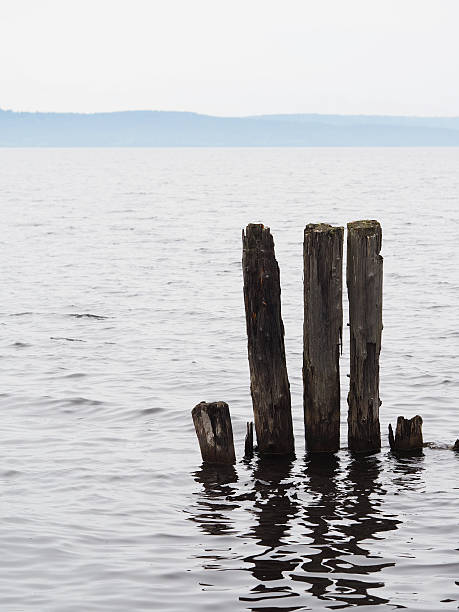 istock old piles in the lake 501537339