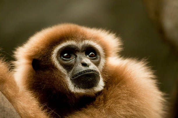 White-Handed Gibbon stock photo