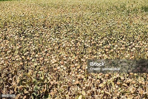 Opium Poppies Stock Photo - Download Image Now - Addiction, Brown, Heroin