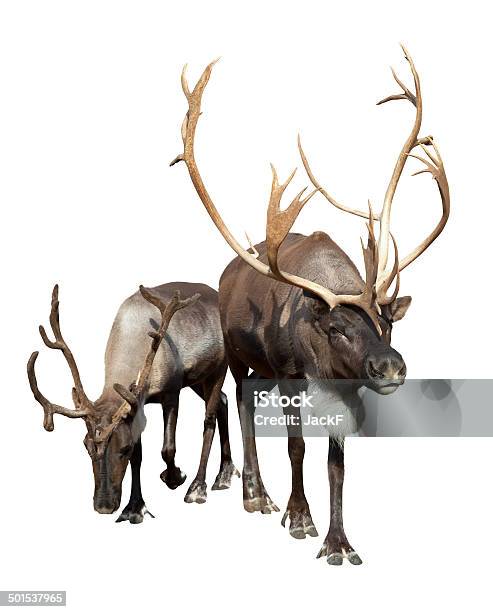 Two Reindeer Stock Photo - Download Image Now - Reindeer, White Background, Animal