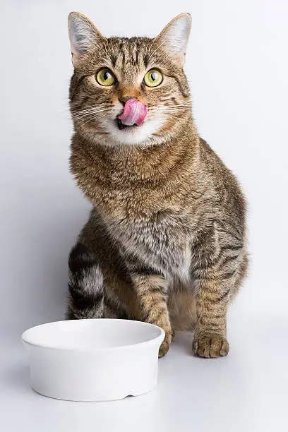 Cute European kitten eating isolated on white background, animal portrait