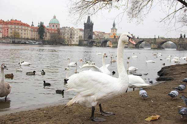 istock The birds in the autumn in Prague 501540808