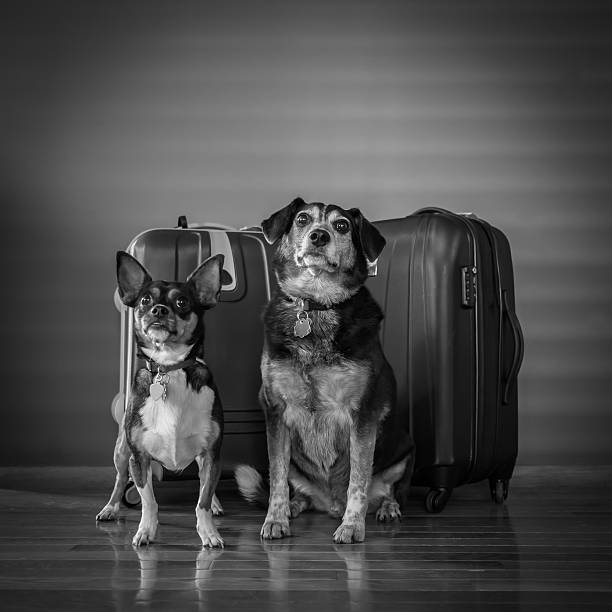 istock Dogs and Luggage 501540810