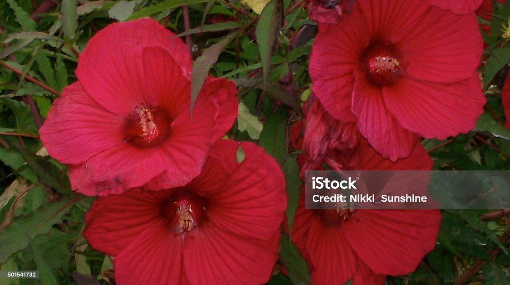 Perennial Red Hibiscus This is Hawaii's state flower; it was a custom for girls to wear one of these flowers in their hair to show their relationship status... one side was "available" and the other, "taken”. 2015 Stock Photo