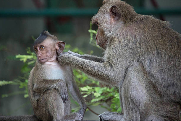 istock Monkeys mother and child 501542230