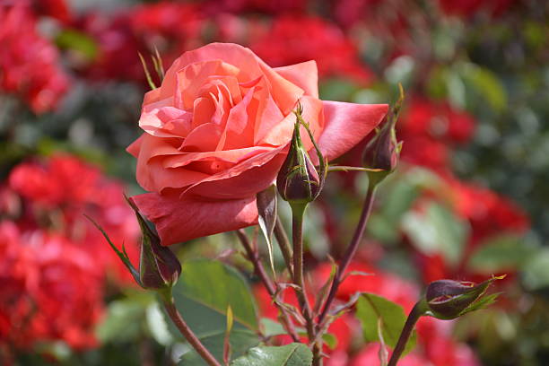 istock Roses in Santiago, Chile 501543324