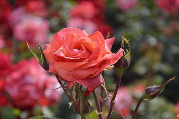 istock Roses in Santiago, Chile 501543422