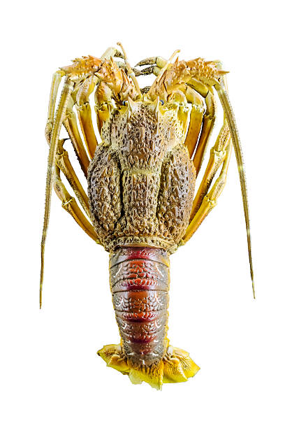 jasus lalandii - humry mořským plodům fotky - stock snímky, obrázky a fotky