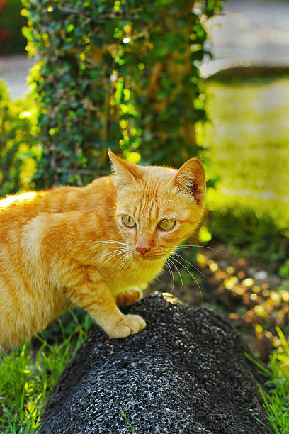 istock Cat looking on a rock in the garden. 501547943