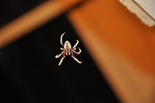 istock Western Australia Garden Spider 501548002
