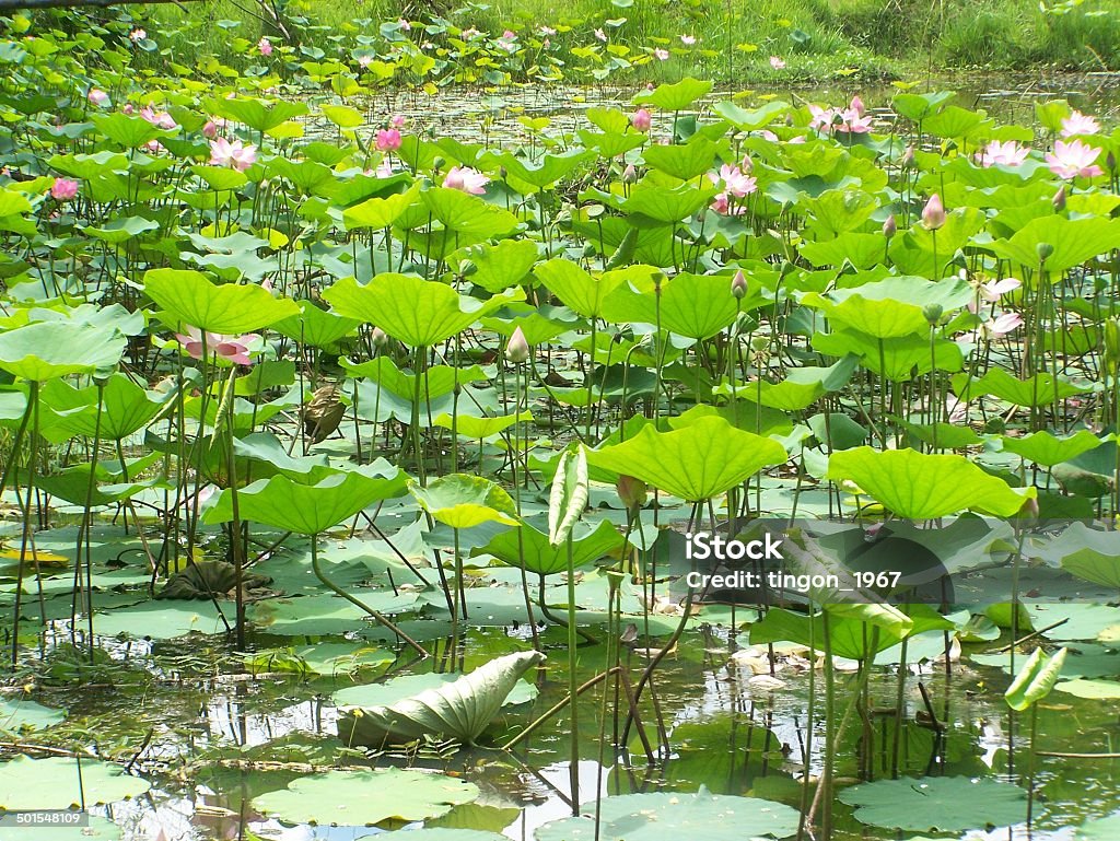 lotus lotus  in Thailand Buddhism Stock Photo