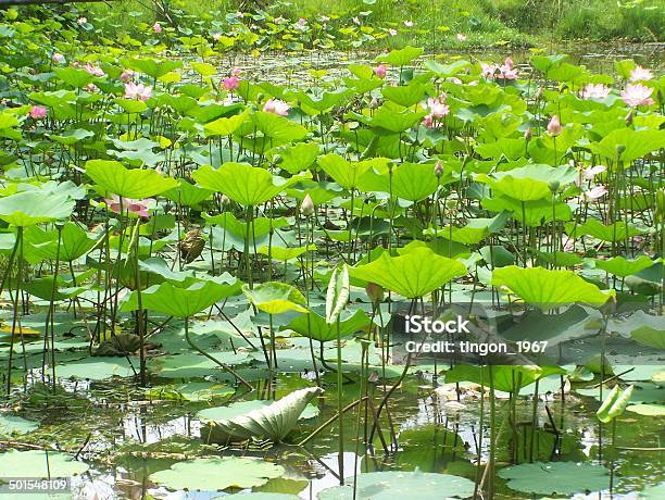 Lotus Stock Photo - Download Image Now - Buddhism, Day, Dedication