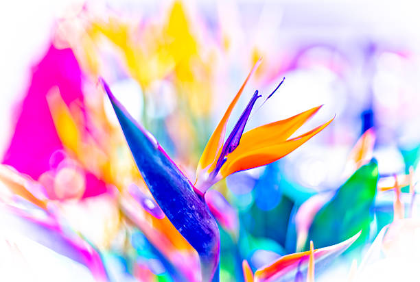Bird of Paradise flowers in natural background