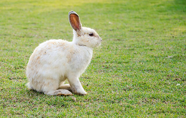istock The  young rabbit, white & brown on grass. 501548560