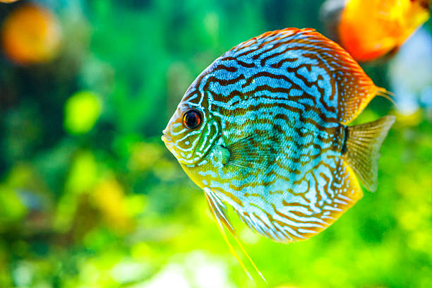 Symphysodon discus Symphysodon discus in an aquarium on a green background discus fish stock pictures, royalty-free photos & images