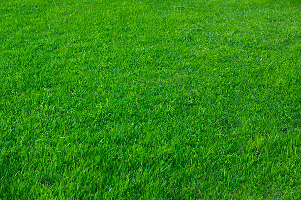 istock Green grass seamless texture. Seamless in only horizontal dimens 501548677