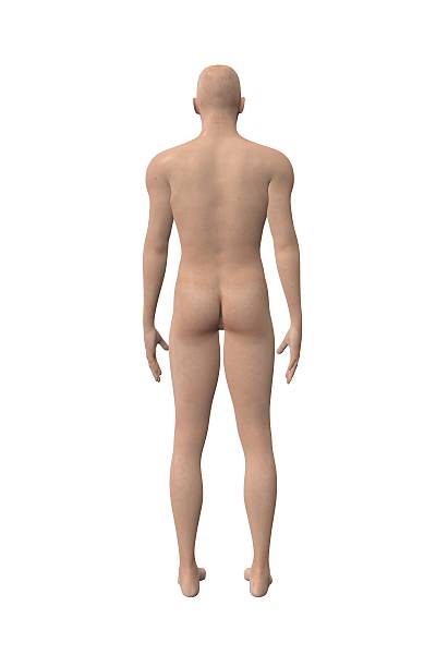 istock Caucasian male figure 501549159