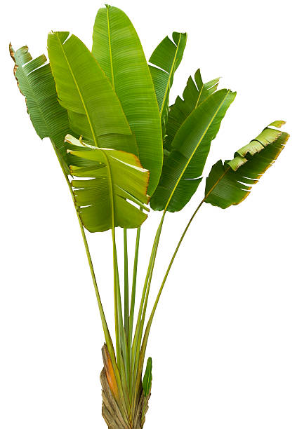 バナナの葉、クリッピングパスを白で分離 - 熱帯の木 ストックフォトと画像