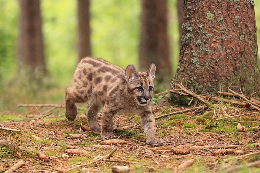 Puma concolor, kitten,  called mountain lion in forest