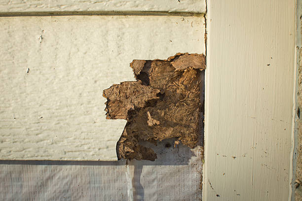 Termite Damage stock photo