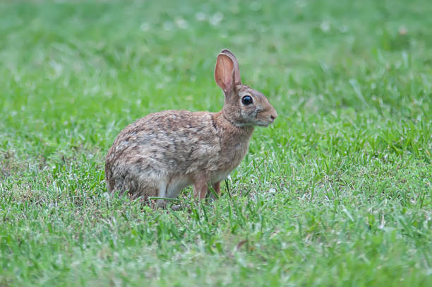 istock Wild rabbit in the green  meadow yard 501550941