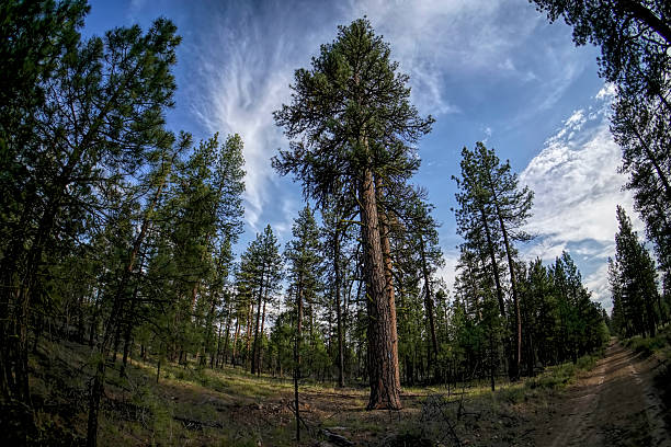 istock tall tree in a fisheye world 501551175