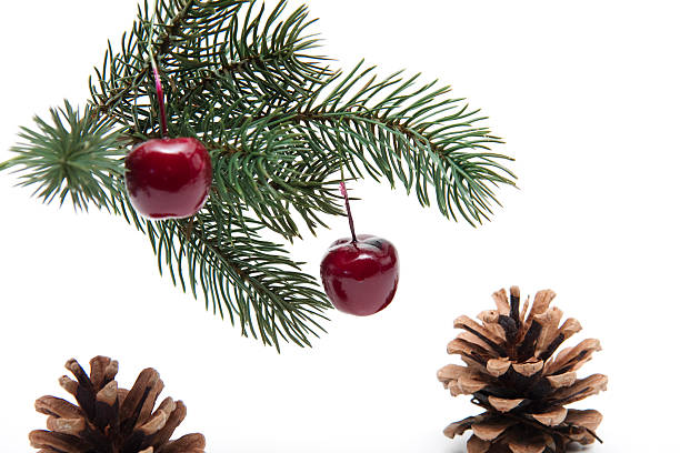 istock Cherries with fir branch 501552299