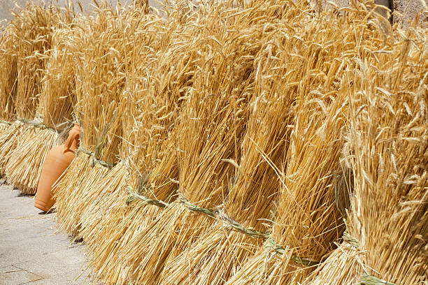  Bundles of wheat in a row, cereal background.