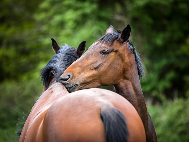 istock Two twin 6 year old bay horses cleaning each other 501553347