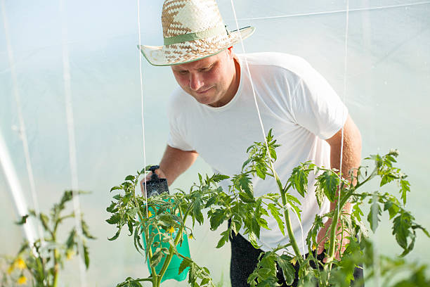 istock Man care about tomatos plants in greenhouse 501553733