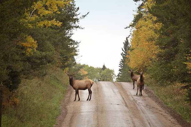 istock Wild elk along a country road in scenic Saskatchewan 501553751