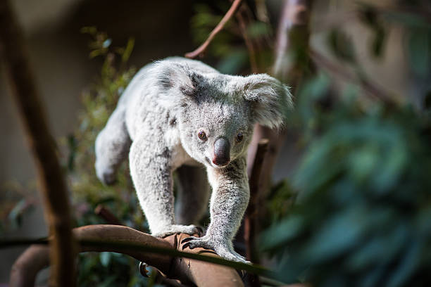 Koala bear on a tree Koala bear (Phascolarctos cinereus) on a tree with bush green background koala tree stock pictures, royalty-free photos & images