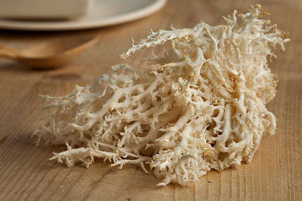 corallo fungo bianco - coral fungus foto e immagini stock